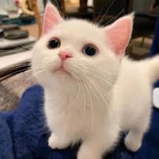 دنیش تیمور avatar